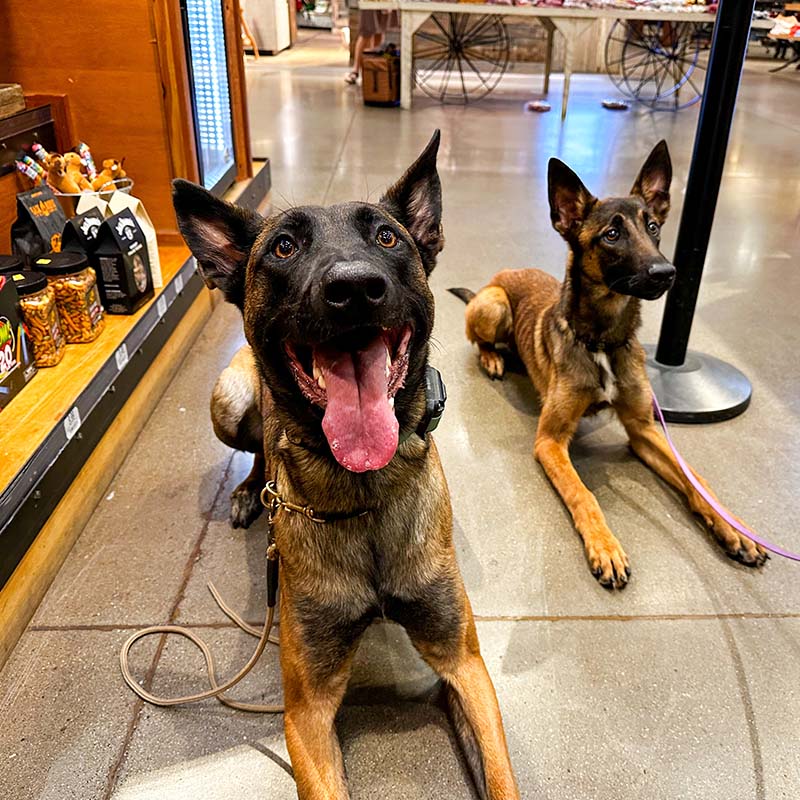Two Belgian Malinois in a calm down stay indoors