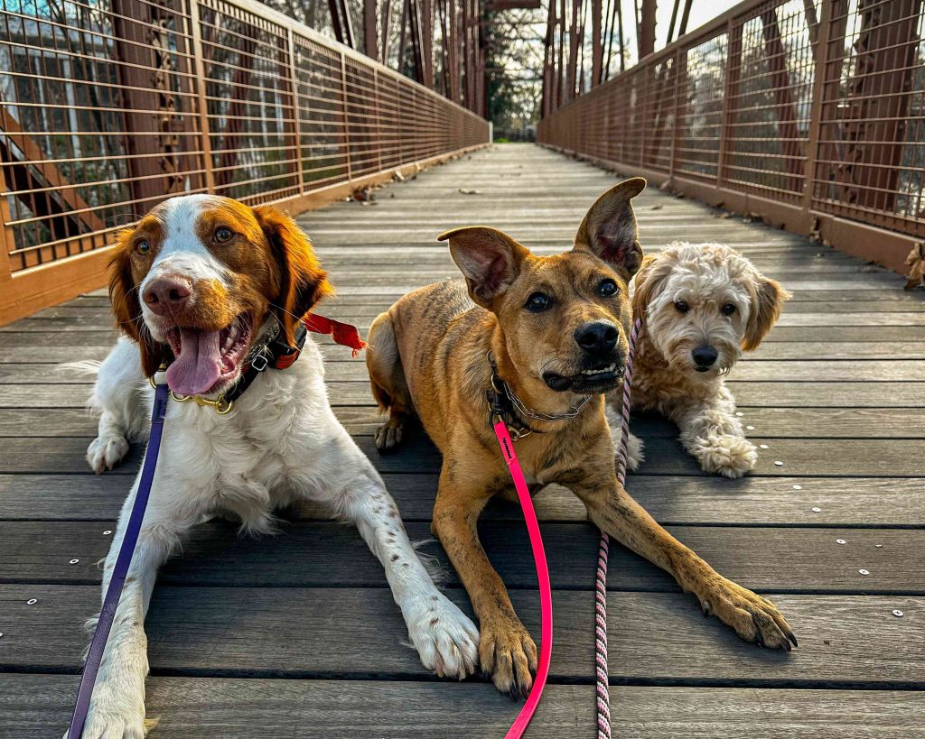 Three trained dogs holding a down stay on a bridge