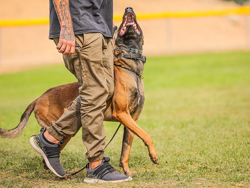 Private Lessons at Consistent K9