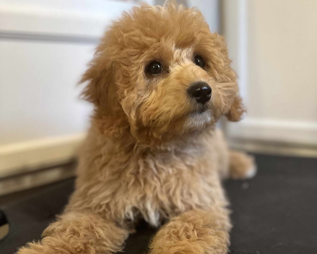 Fluffy puppy sitting calmly