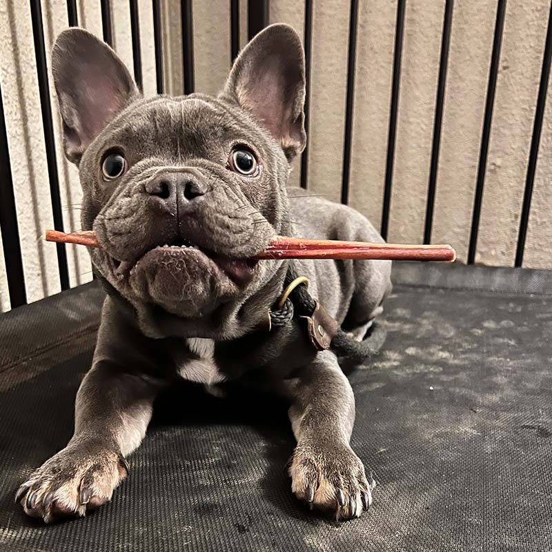 French Bulldog holding a training stick