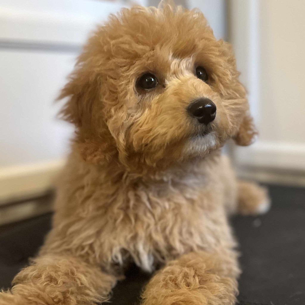 Goldendoodle puppy sitting for training