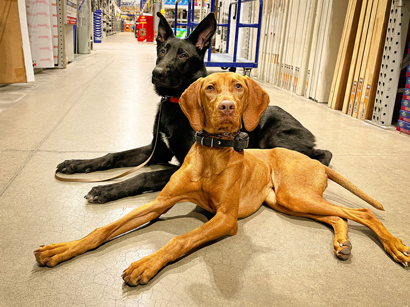 Behavior Modification at Consistent K9
