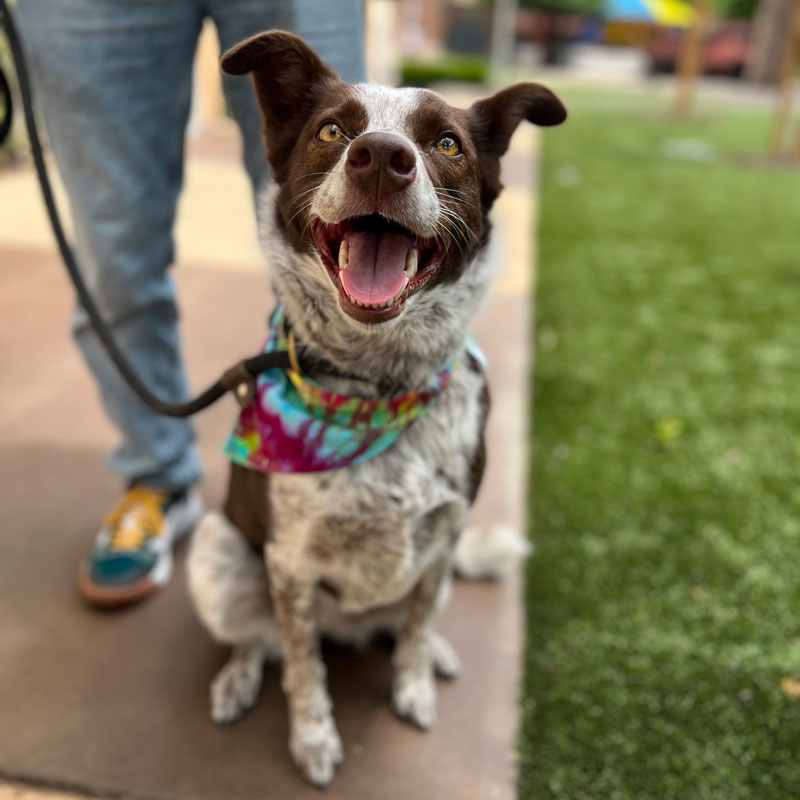 Happy dog during a training session