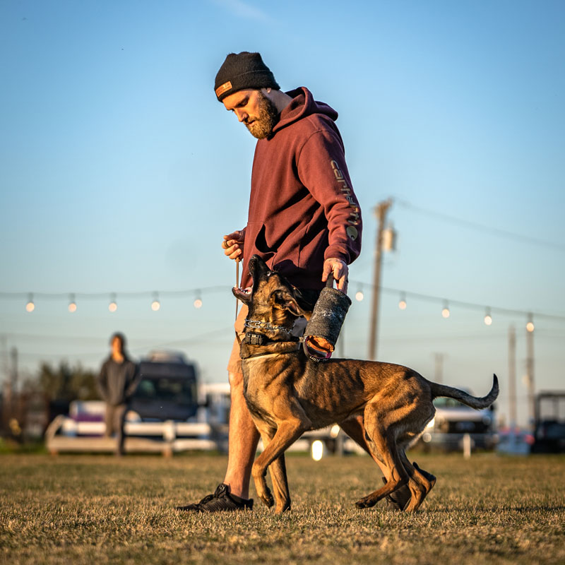Nick training a Belgian Malinois outdoors